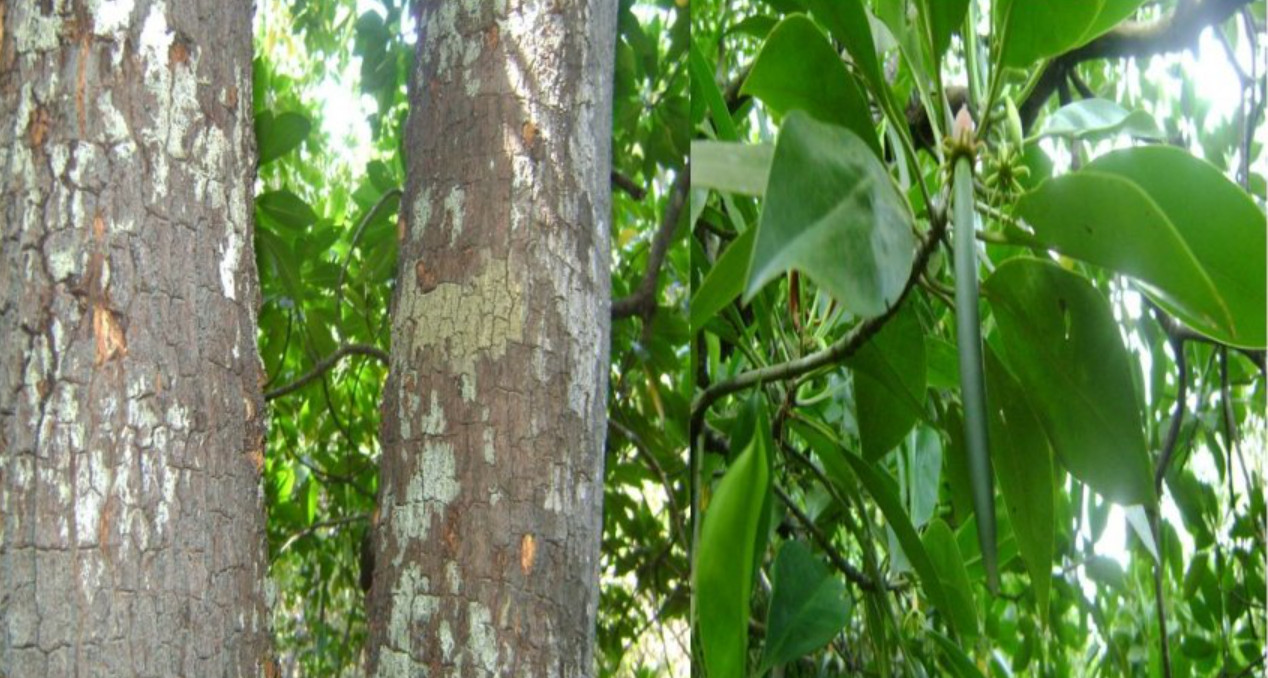 Vẹt[-]Hainesi[-]-[-]lo&agrave;i[-]c&acirc;y[-]ngập[-]mặn[-]mới[-]tại[-]C&ocirc;n[-]Đảo